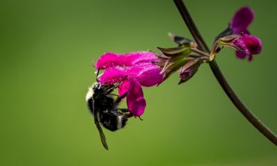 A closeup shot of a bee pollinating a flower