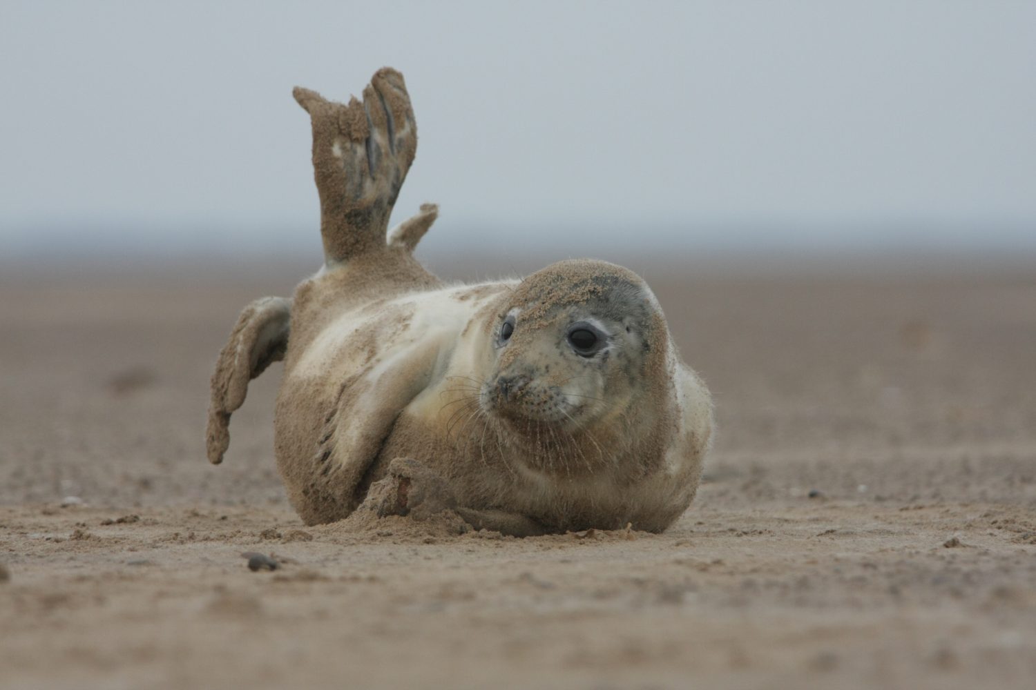 A selective focus shot of a seal on a sandy beach