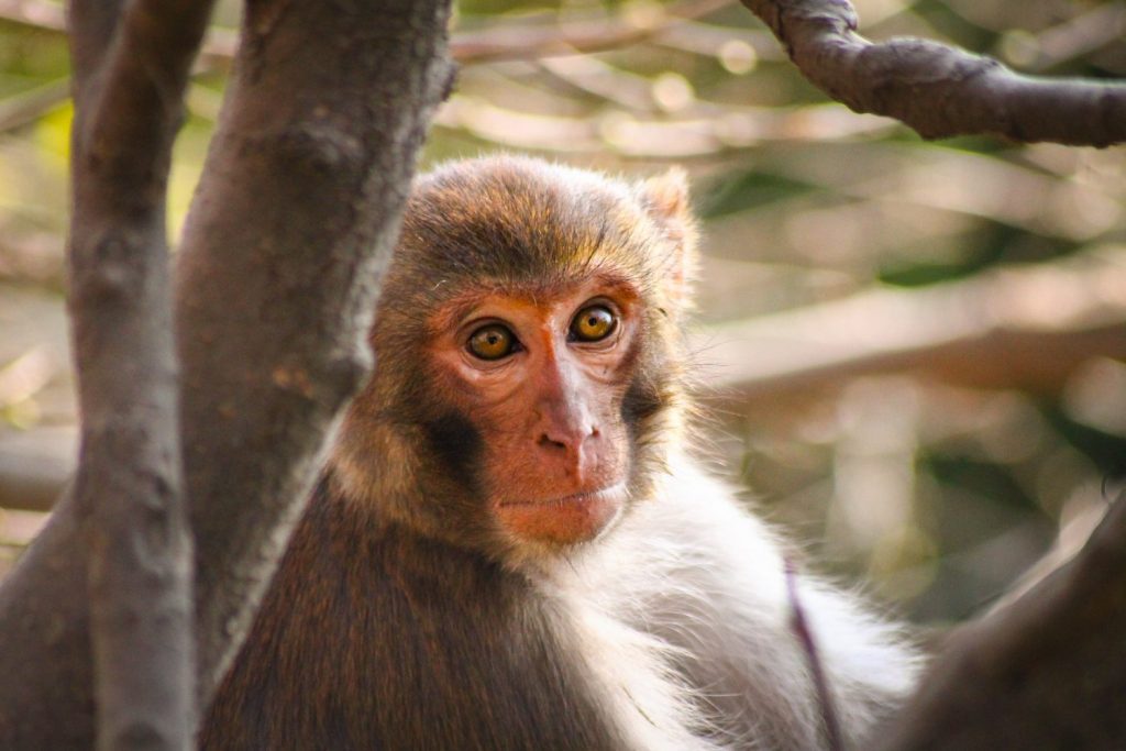 A rhesus macaque monkey free roaming in Swayambunath temple in Kathmandu, Nepal