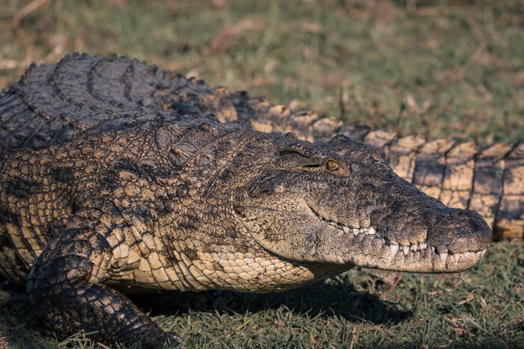 An American crocodile in a grassy field during daytime