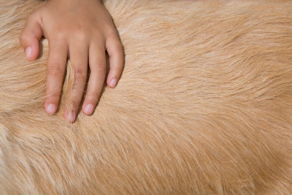 A top angle close up shot of a young boy's hand petting a dog.