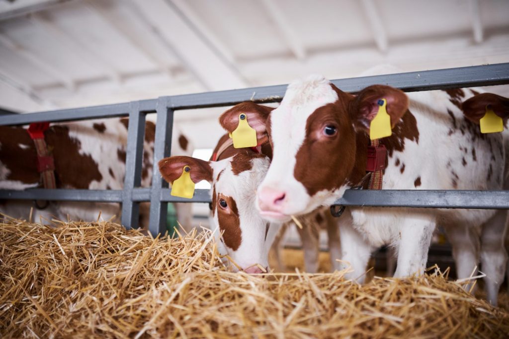 cows in a farm. Dairy cows in a farm.