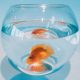 Goldfish in a round aquarium on a blue background. One fish floating in a glass sphere