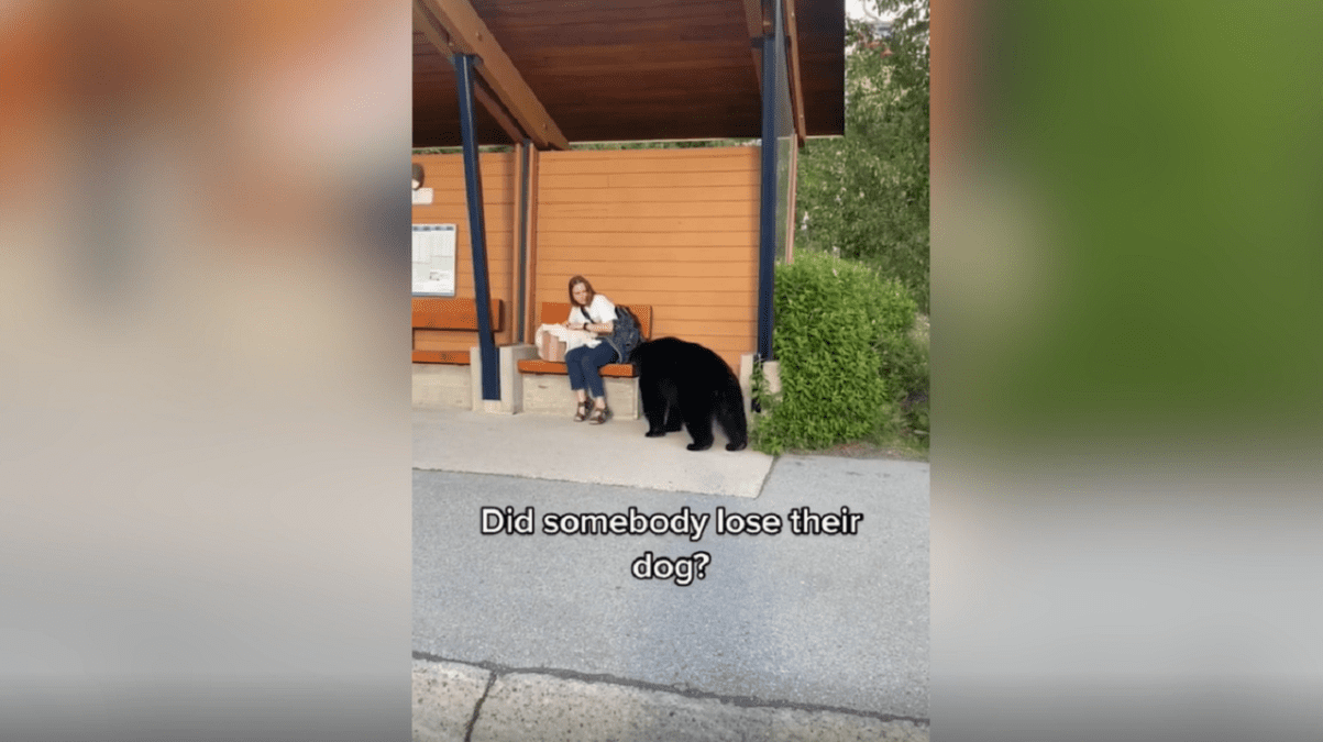 Watch moment black bear approaches woman alone at bus stop - Talker