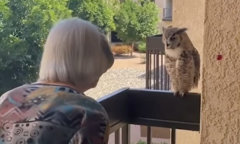 98 Year Old Granny Gets Weekly Visits From Chatty Owl Talker 