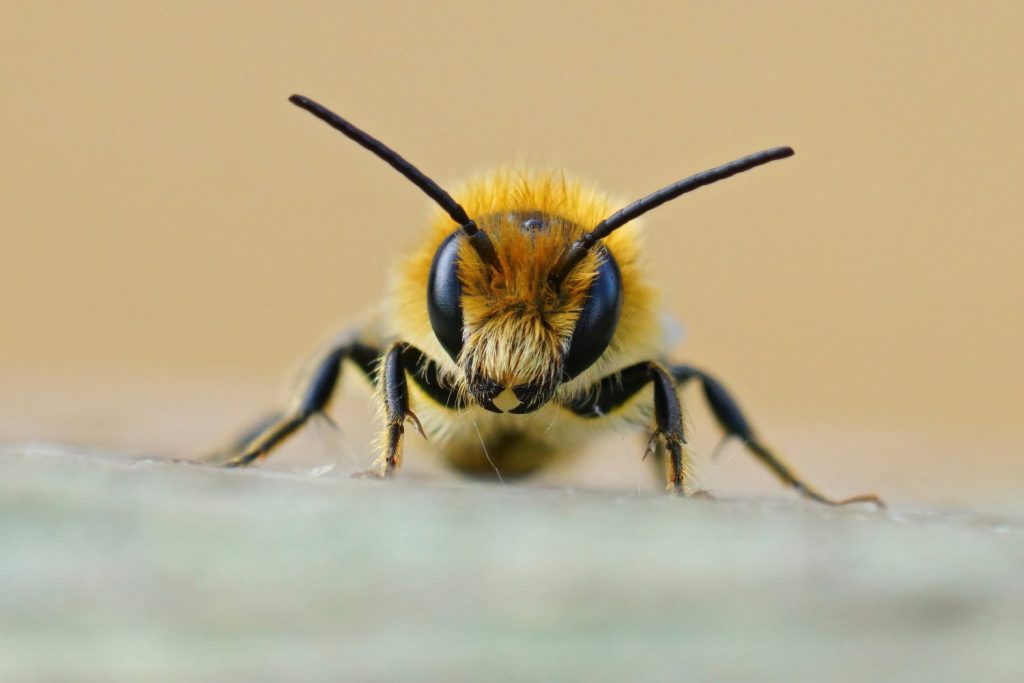 A cute, frontal closeup on a male Jersey Mason Bee, Osmia Nivedita