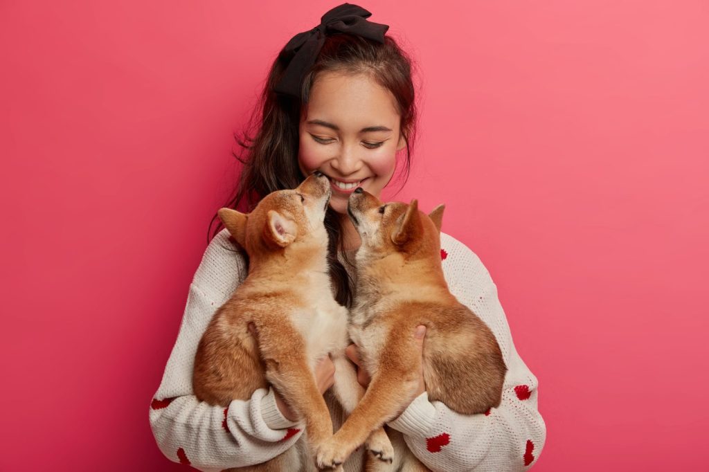 Love, tender, warm feeling and understanding without words. Cheerful korean woman receives kiss from two pedigree puppies, cannot imagine life without pets, has fun with animal best friends.