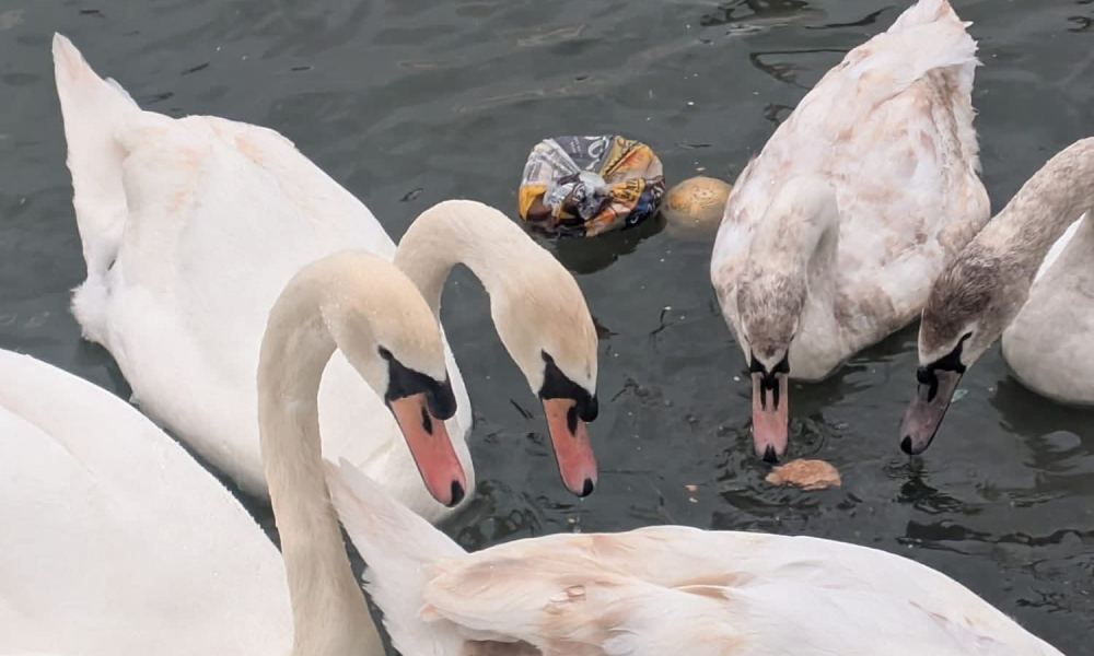 Is moldy bread turning these swans pink?