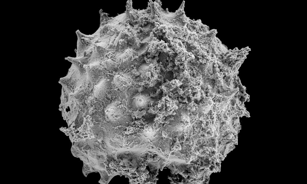 First animals may have evolved 200 million years earlier, study says